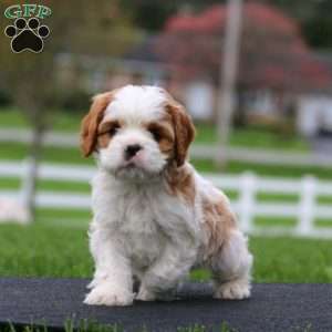 Sonny, Cavapoo Puppy