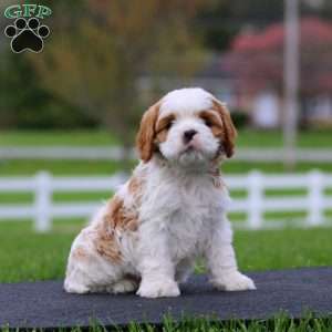 Sonny, Cavapoo Puppy