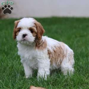 Sonny, Cavapoo Puppy