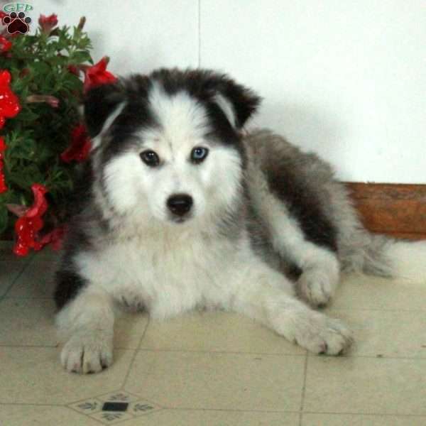 Sonya, Pomsky Puppy