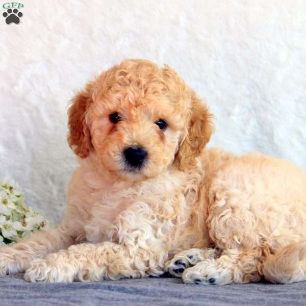 Sophie, Mini Goldendoodle Puppy