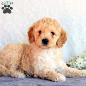Sophie, Mini Goldendoodle Puppy