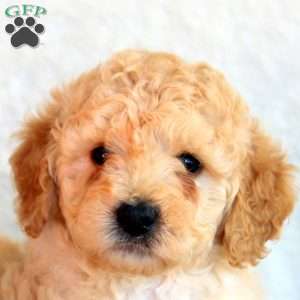 Sophie, Mini Goldendoodle Puppy