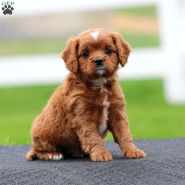 Spark, Cavapoo Puppy