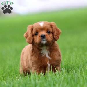 Spark, Cavapoo Puppy