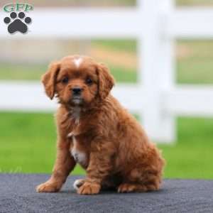 Spark, Cavapoo Puppy