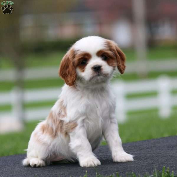Special, Cavapoo Puppy