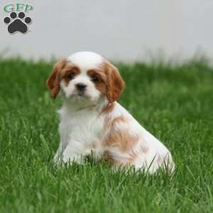 Special, Cavapoo Puppy