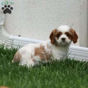 Special, Cavapoo Puppy