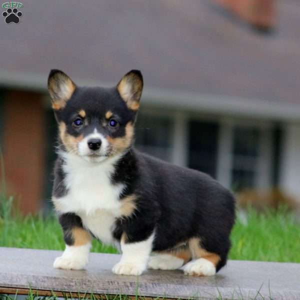 Spice, Pembroke Welsh Corgi Puppy
