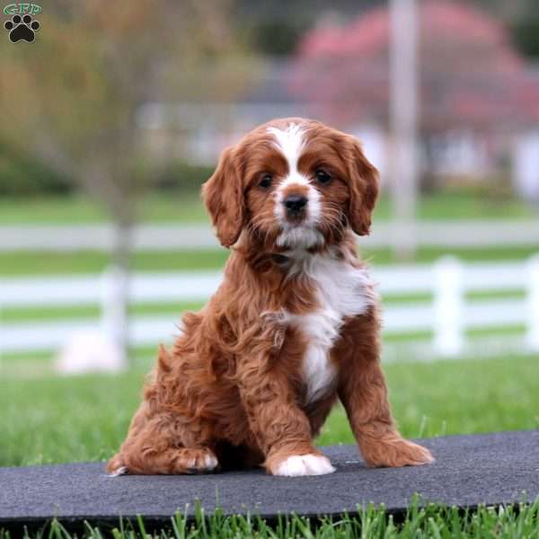 Spiffy, Cavapoo Puppy