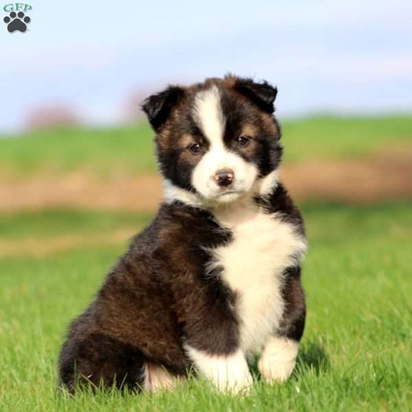 Spiffy, Border Collie Mix Puppy
