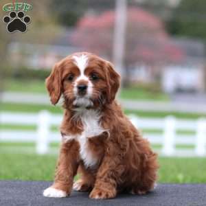 Spiffy, Cavapoo Puppy