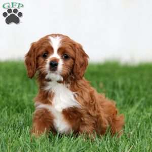 Spiffy, Cavapoo Puppy