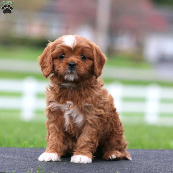 Splash, Cavapoo Puppy