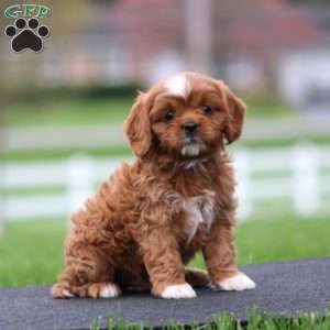 Splash, Cavapoo Puppy