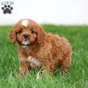 Splash, Cavapoo Puppy