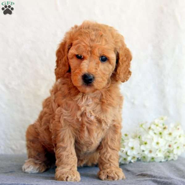 Stacy, Mini Goldendoodle Puppy