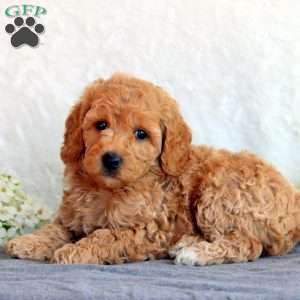 Stacy, Mini Goldendoodle Puppy