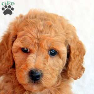 Stacy, Mini Goldendoodle Puppy