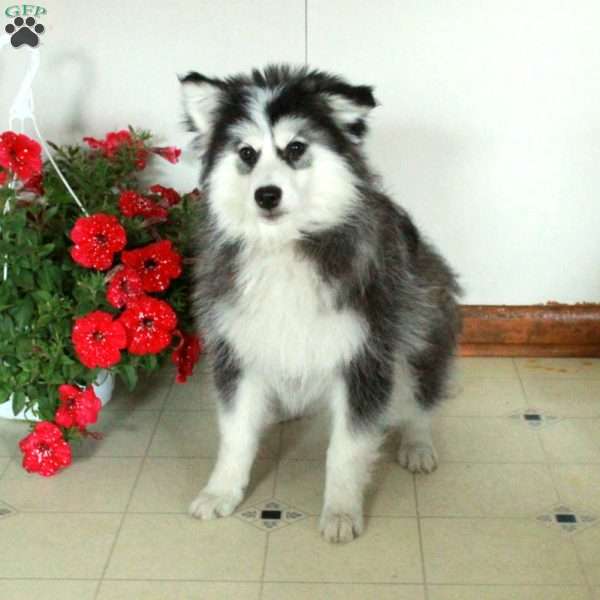 Stella, Pomsky Puppy