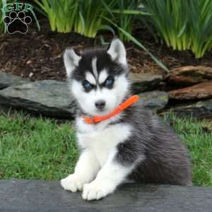 Sugar, Siberian Husky Puppy
