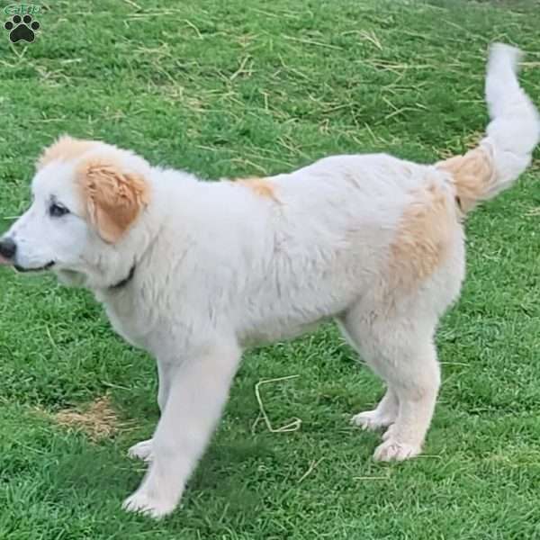 Stella, Saint Bernard Mix Puppy