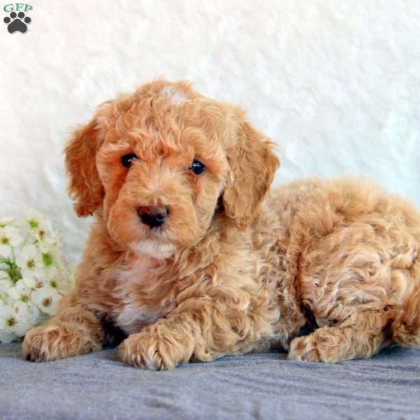 Steph, Mini Goldendoodle Puppy