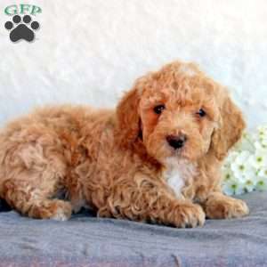 Steph, Mini Goldendoodle Puppy