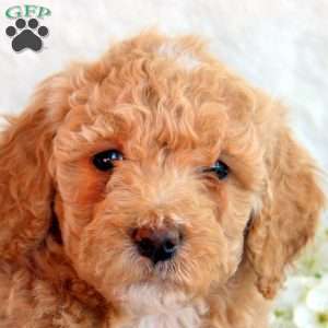 Steph, Mini Goldendoodle Puppy