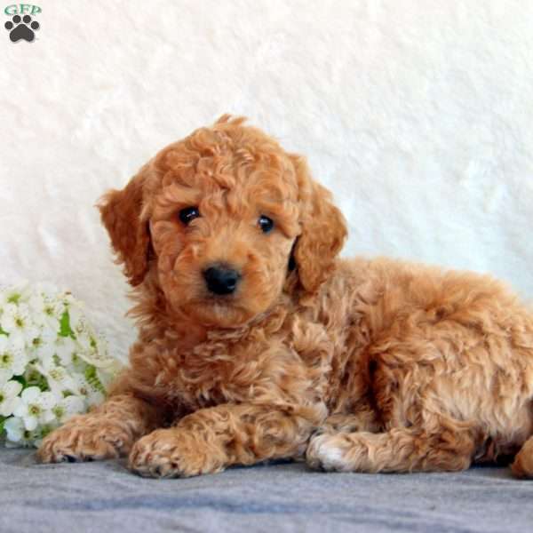 Steve, Mini Goldendoodle Puppy