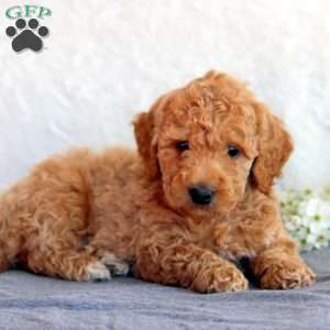 Steve, Mini Goldendoodle Puppy