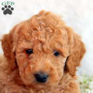 Steve, Mini Goldendoodle Puppy