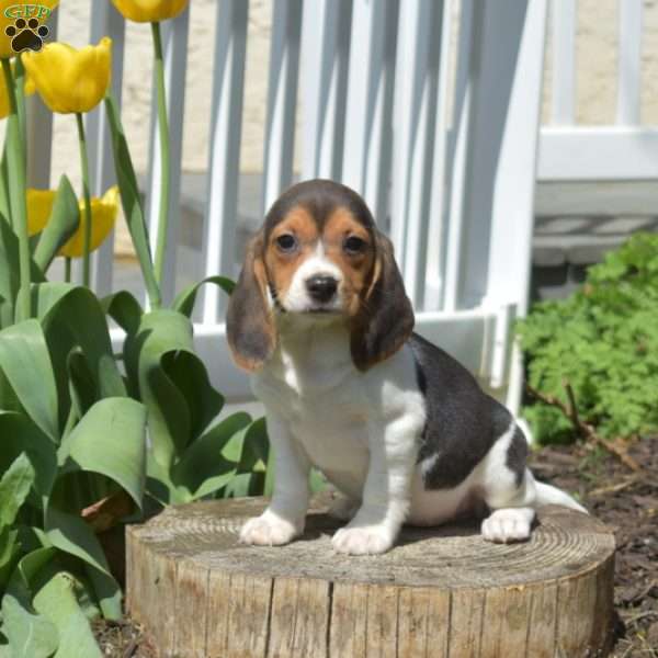 Summer, Beagle Puppy