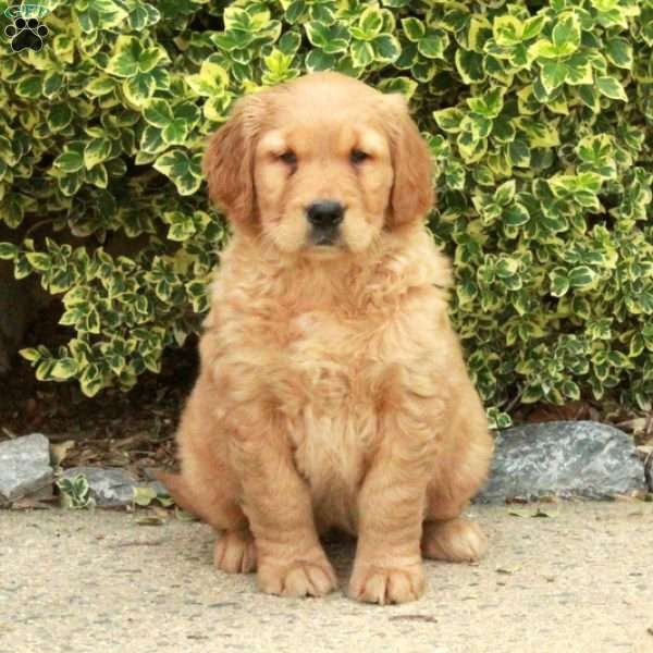 Summer, Golden Retriever Puppy