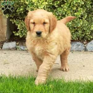 Summer, Golden Retriever Puppy