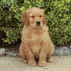 Summer, Golden Retriever Puppy