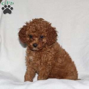 Sunshine, Cockapoo Puppy