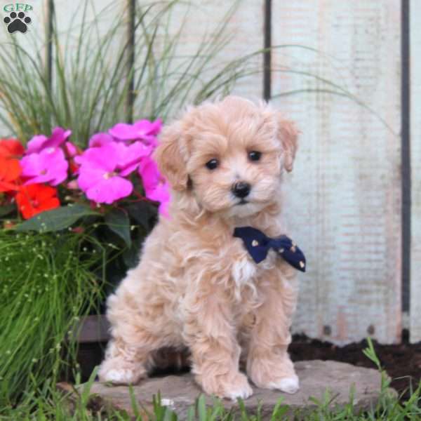 Sunshine, Maltipoo Puppy