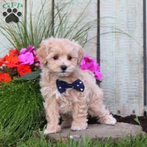 Sunshine, Maltipoo Puppy
