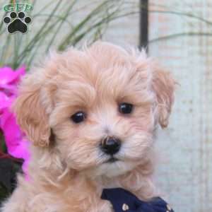 Sunshine, Maltipoo Puppy
