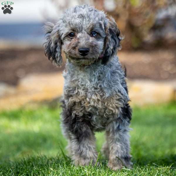 Sven, Cavapoo Puppy
