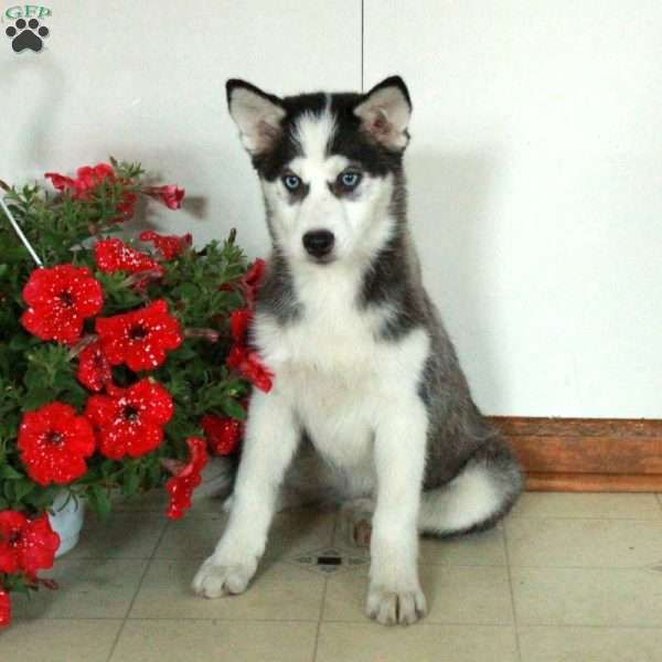 Sylvie, Pomsky Puppy