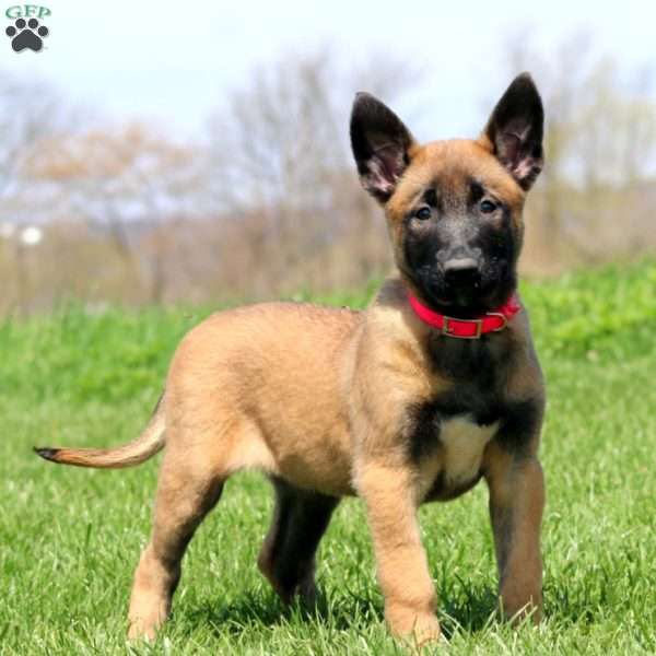 Tabby, Belgian Malinois Puppy