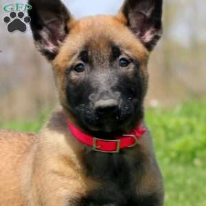 Tabby, Belgian Malinois Puppy