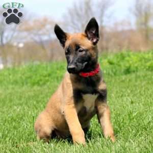 Tabby, Belgian Malinois Puppy