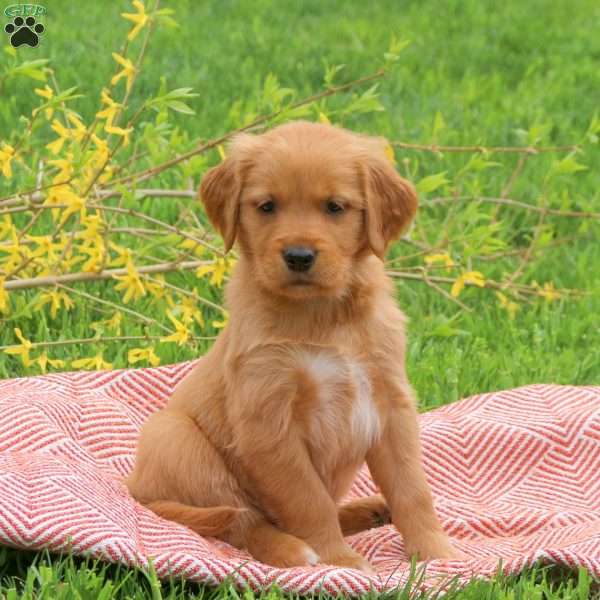 Taki, Golden Retriever Puppy