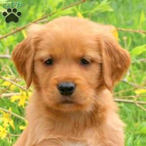 Taki, Golden Retriever Puppy