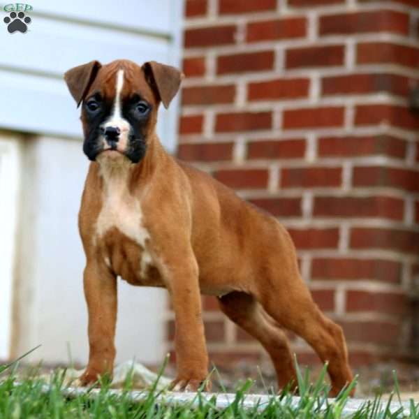 Tammy, Boxer Puppy