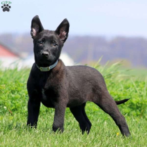 Tammy, Belgian Malinois Puppy